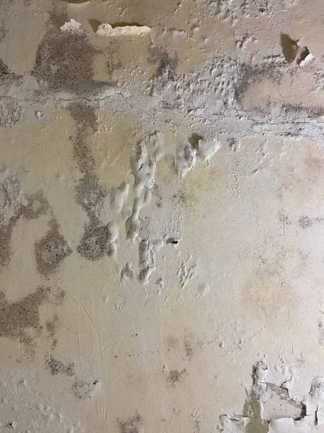 Professional Mold Removal in St Regis Park, KY